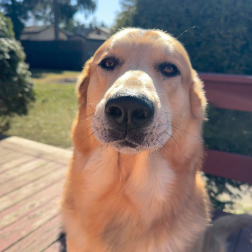 Spinach the dog, part of NCM support staff