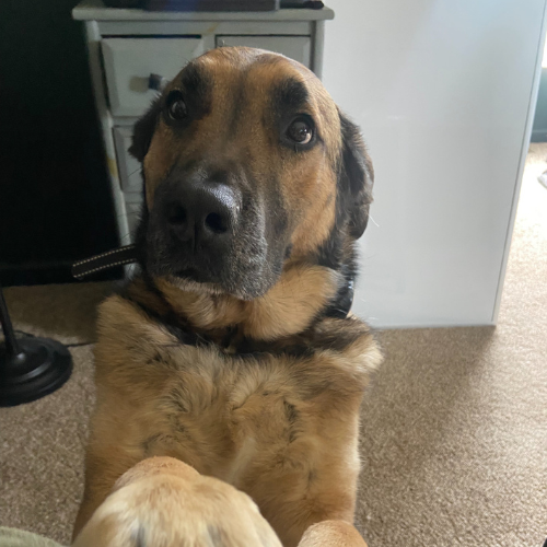 Wrigley the dog, NCM support staff