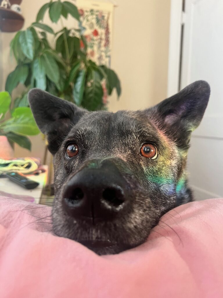 Guinness the dog, NCM support staff