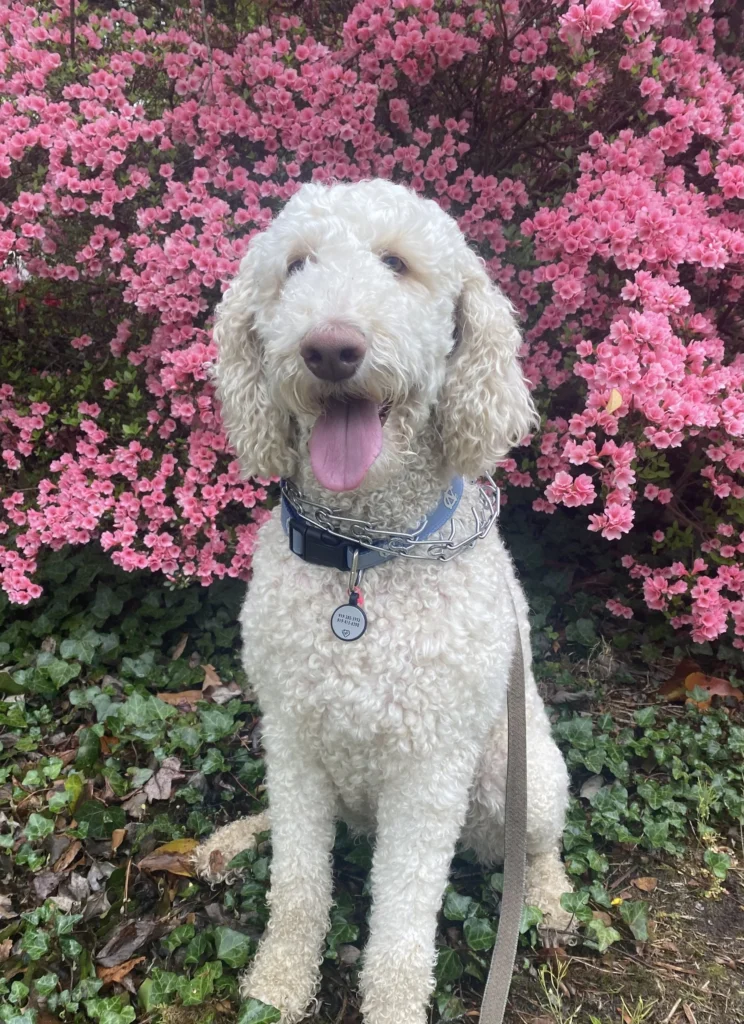 Lilith the dog, part of NCM marketing support staff