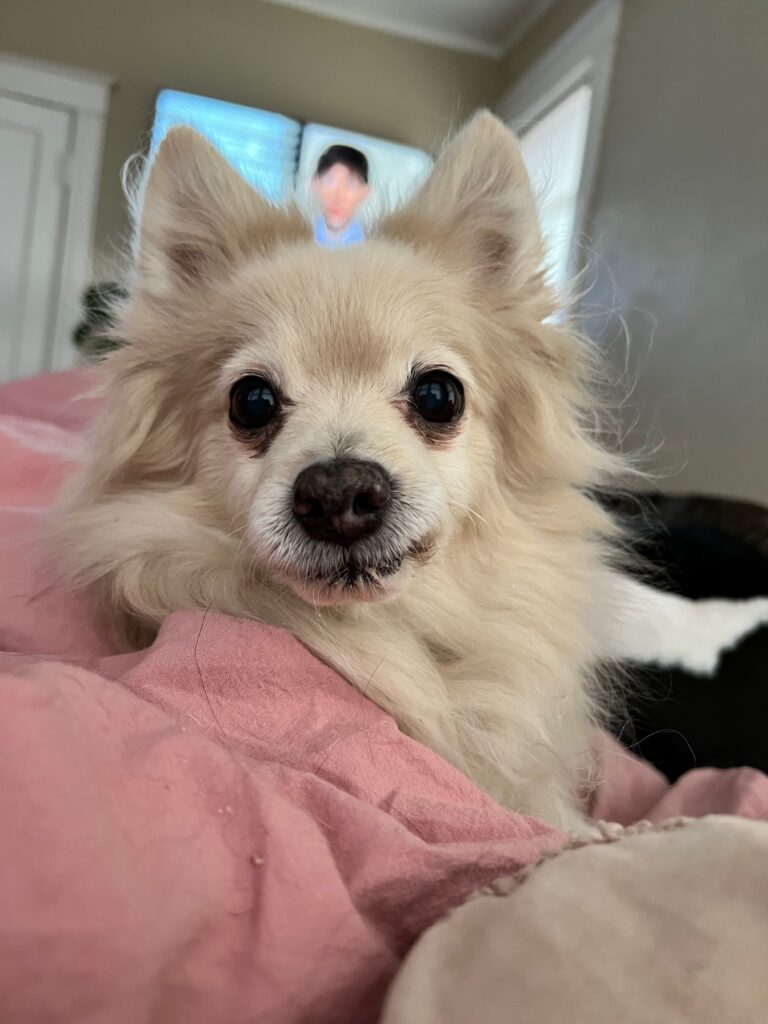 Watson the dog, NCM support staff