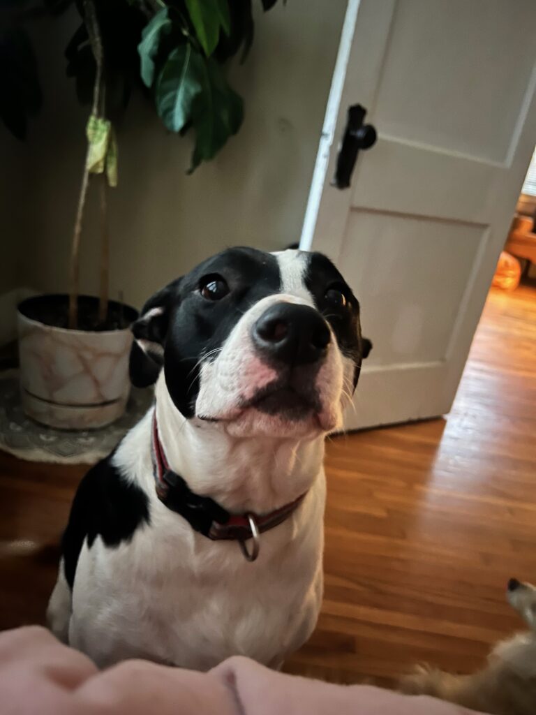 Louise the dog, NCM support staff