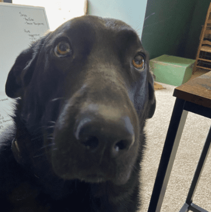 Maggie the dog, NCM support staff