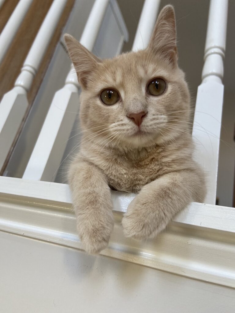 NCM Support Staff Casper the cat