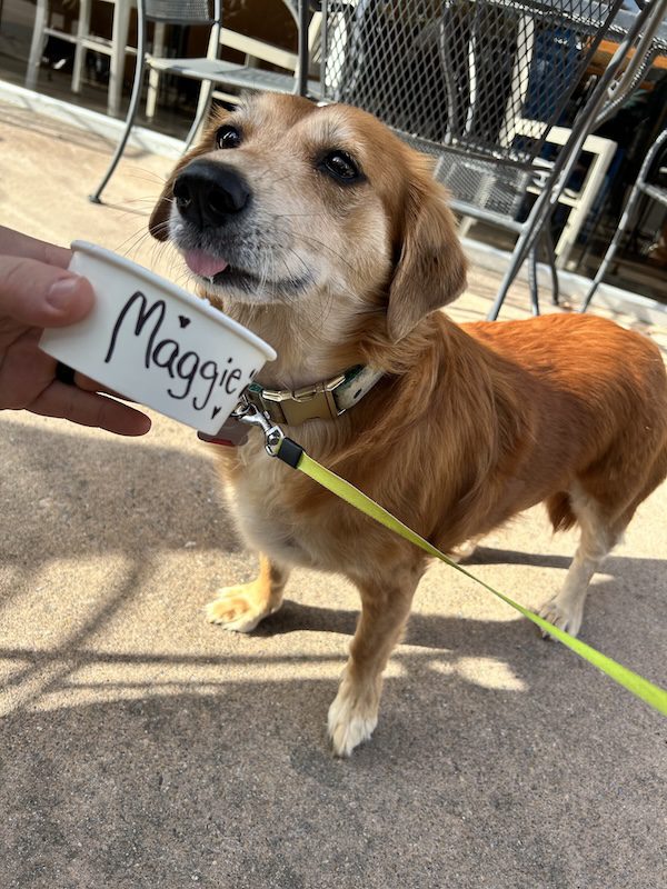 NCM support staff Magnolia the dog